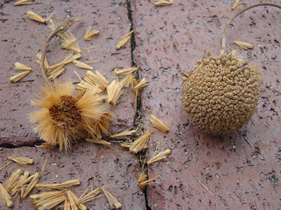 Sycamore seeds