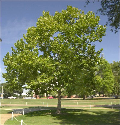 American sycamore tree