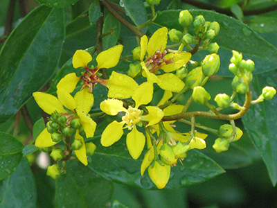 Thryallis flowers