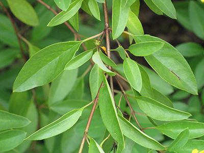 Thryallis foliage