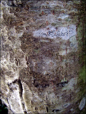 Bark of wax myrtle