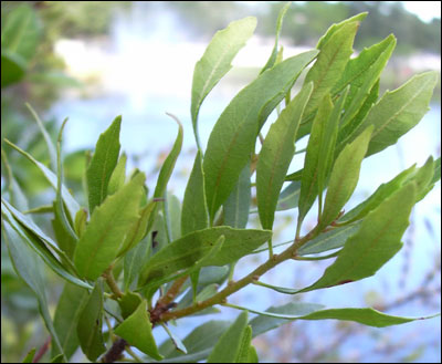 Wax Myrtle foliage