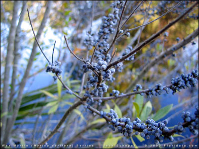 Fruit of wax myrtle