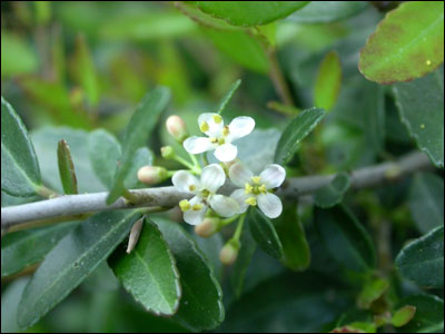 Yaupon holly female flower