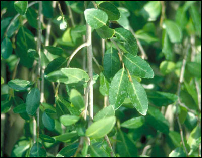 Yaupon holly foliage