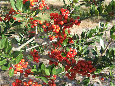 Yaupon holly fruit