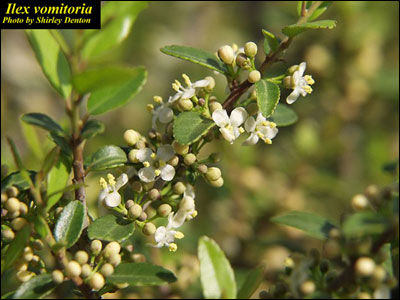 Yaupon holly male flower