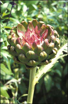 artichoke flower