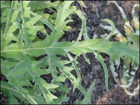 Foliage of artichoke