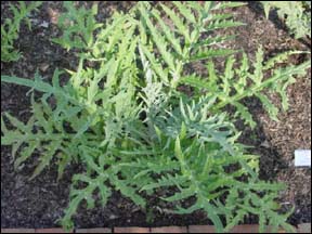 full shot of artichoke plant