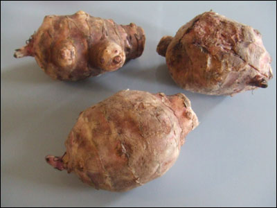 Edible tubers of Jerusalem artichoke