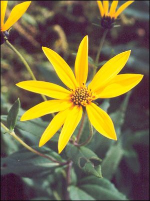 Jerusalem artichoke flower