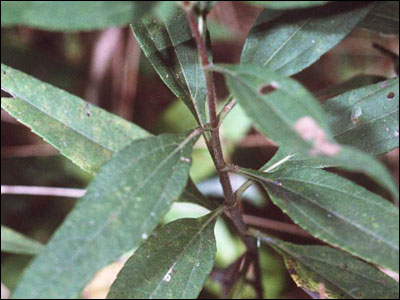 Jerusalem artichoke foliage