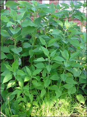 A group of Jerusalem artichoke plants