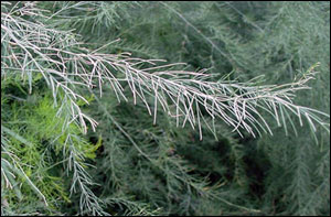 Asparagus foliage