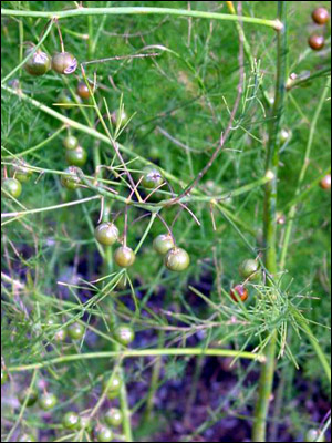 Asparagus fruit