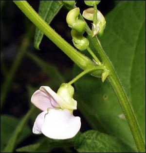 Snap bean flower