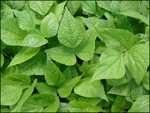 Snap bean foliage