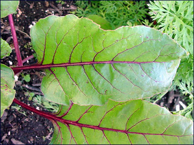 Foliage of beet