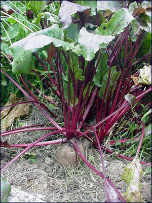 Beet plant