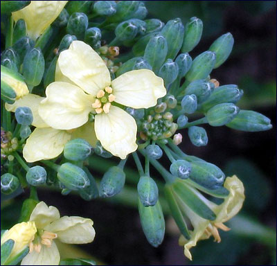 Broccoli flower