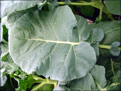 Broccoli foliage