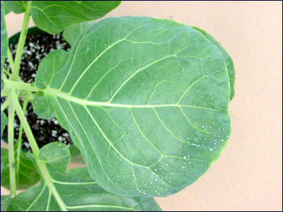 Foliage of brussels sprout