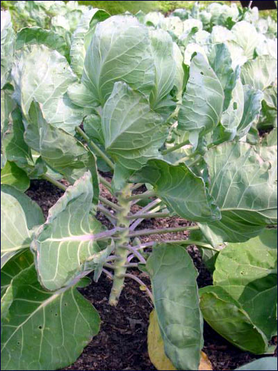 Brussels sprouts plant