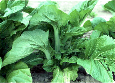 Chinese cabbage pekinisis or bok choy foliage