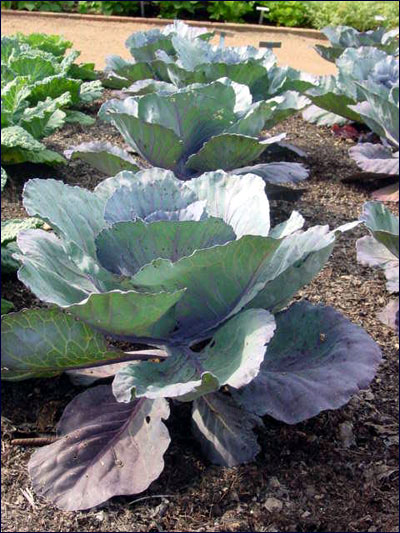 Cabbage plant