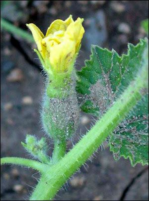 Female cantaloupe flower