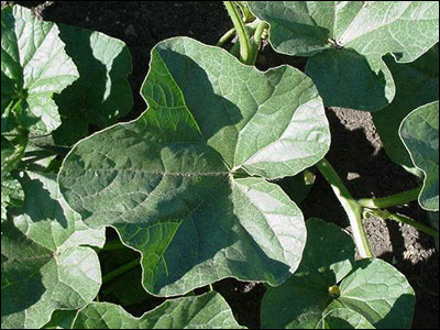 Leaf of cantaloupe plant