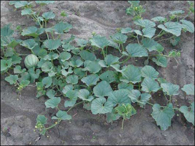 Cantaloupe vine