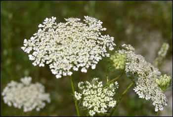 Flower of carrot