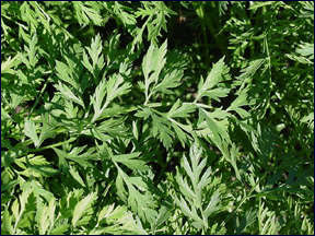 Foliage of carrot