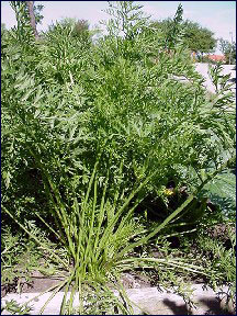 Carrot plant