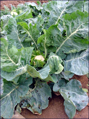 Cauliflower foliage