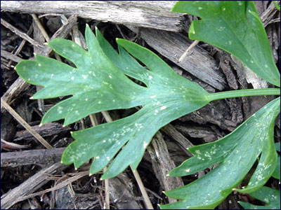 Foliage of celery plant