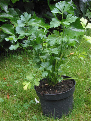 Celery plant