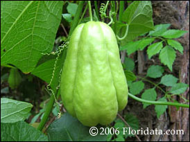 Edible fruit of chayote