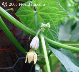 Flower of chayote