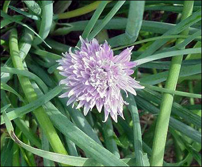 Chives flower