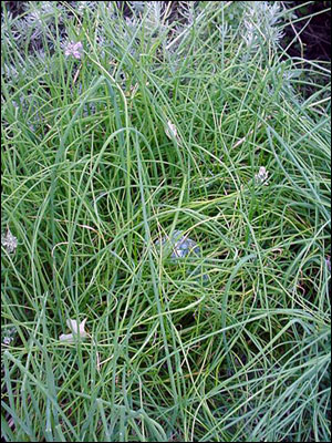 Chives plant