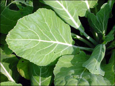 Foliage of collards