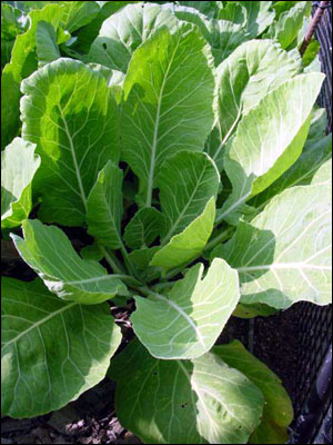 Collards plant