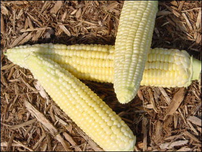 Ears of corn