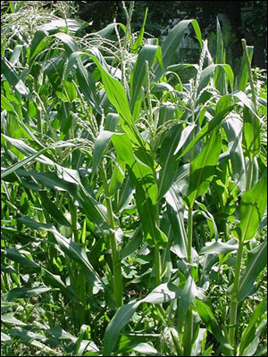 Corn field