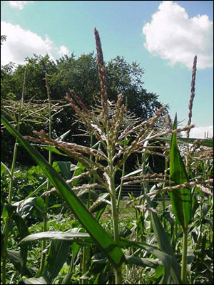 male part of corn is the tassel