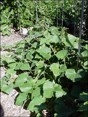 Cucumber vine