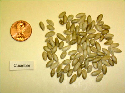 Cucumber seeds